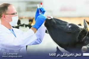 شغل دامپزشکی در کانادا