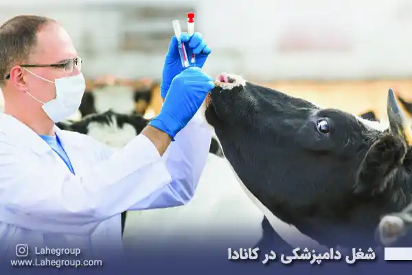 شغل دامپزشکی در کانادا